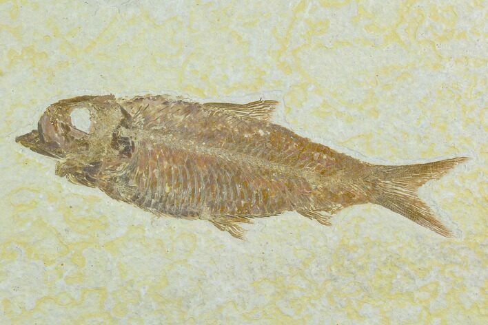 Fossil Fish (Knightia) - Green River Formation #122795